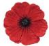 poppy